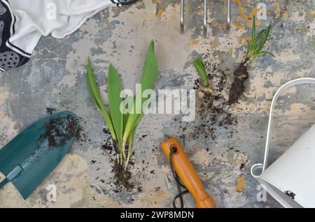 Einfache Dinge: Hobby, Gartenarbeit - Setzlinge, Gartenwerkzeuge, Gießkanne. Draufsicht. Stockfoto