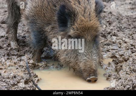 Ein Wildschwein trinkt in der Walde. Sie genießt den Moment des erfrischenden Wassers, bevor es zurück in den dichten Wald geht. Stockfoto