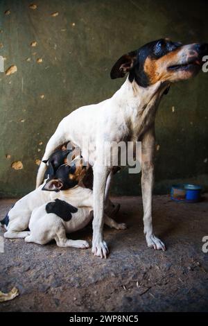 Ein Bodeguero-Hund pflegt ihre drei Jungtiere aufmerksam auf einem Gehweg. Stockfoto