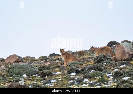 Puma Wandern in Bergumgebung, Nationalpark Torres del Paine, Patagonien, Chile. Stockfoto