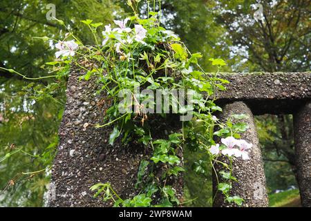 Blühendes weißes Efeu-Geranium pelargonium im vertikalen Landschaftsbau von Straßen und Parks. Wunderschöner großer Pelargonium-Geranium-Cranesbill. F Stockfoto