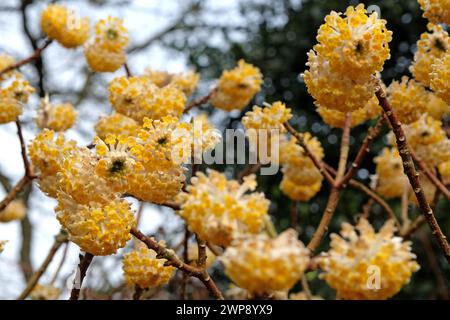 Gelbe Edgeworthia chrysantha ÔGrandifloraÕ, auch bekannt als Japanischer Paperbush oder Worthingtonia, in Blüte. Stockfoto