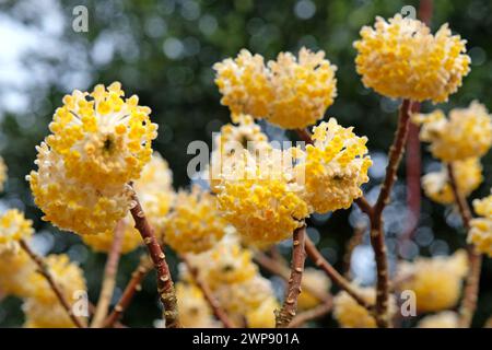 Gelbe Edgeworthia chrysantha ÔGrandifloraÕ, auch bekannt als Japanischer Paperbush oder Worthingtonia, in Blüte. Stockfoto