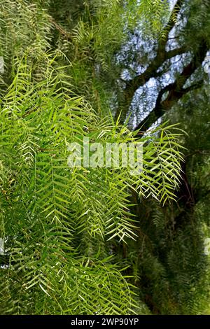 Laubdetail der Trauerweide (Salix babylonica) Stockfoto