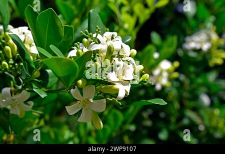 Orangen-Jasmin-Blüten am Baum (Murraya paniculata) im tropischen Garten Stockfoto