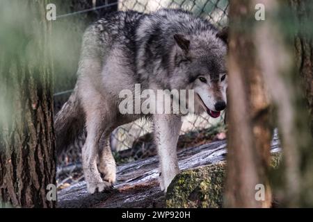 Grauwolf in einem Tierheim. Stockfoto