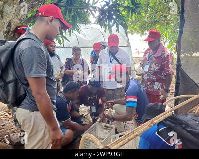 (240306) -- SUVA, 6. März 2024 (Xinhua) -- Teilnehmer eines Schulungskurses zur Juncao-Technologie für Pazifikinsel-Länder ernten Pilze, die sie mit Juncao-Zutaten in Nadi, Fidschi, am 28. Februar 2024 angebaut haben. PASSEND ZU: „Feature: Chinas „Magic Gras“ profitiert von Pazifikinseln“ (China-Fiji Juncao Technology Demonstration Center/Handout via Xinhua) Stockfoto