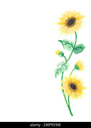 Handgemalte Sonnenblume als Weinrebe. Echte handgefertigte Aquarelle auf weißem Aquarellpapier. Stockfoto