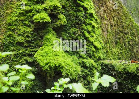 Banja Koviljaca, Loznica, Serbien. Ruinen eines Gebäudes. Feuchte Steinwand oder Betonwand, bedeckt mit hellgrünem Moos. Bryophyten oder Moose, echte Moose Stockfoto