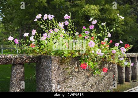 Petunia ist eine Gattung tropischer krautiger oder unterstrauchiger mehrjähriger Pflanzen der Familie der Solanaceae. Rote, rosa, weiße Petunien auf einer alten Steingeländer Stockfoto