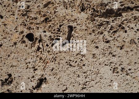 Strukturierte Wand mit beigen Muschelsteinfliesen. Nahaufnahme einer Mauer aus antikem Muschelgestein. Löcher, Unregelmäßigkeiten des natürlichen Baustoffes Stockfoto