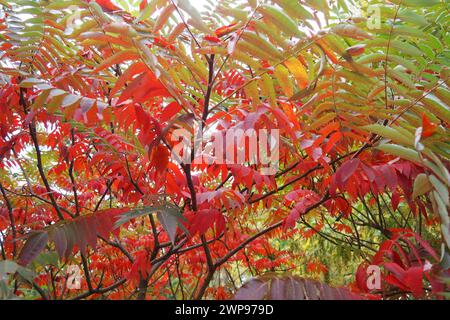 Sumac Rhus ist eine Pflanzengattung, die etwa 250 Arten von Sträuchern und kleinen Bäumen der Familie der Anacardiaceae vereint. Herbstfärbung Stockfoto