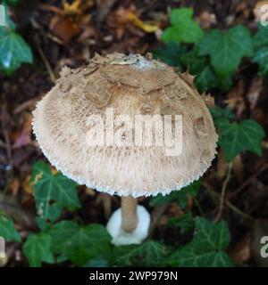Parasolpilz Macrolepiota procera ist eine Pilzart der Champignon-Familie. Die Fruchtkörper sind kappenförmig, zentral. Saprotroph, wächst weiter Stockfoto