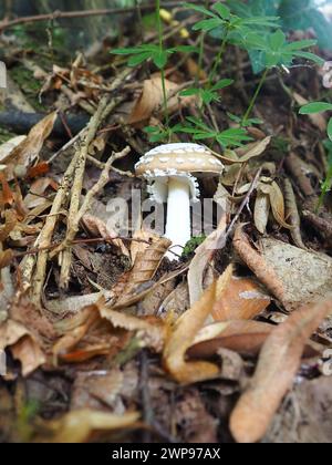 Parasolpilz Macrolepiota procera ist eine Pilzart der Champignon-Familie. Die Fruchtkörper sind kappenförmig, zentral. Saprotroph, wächst weiter Stockfoto