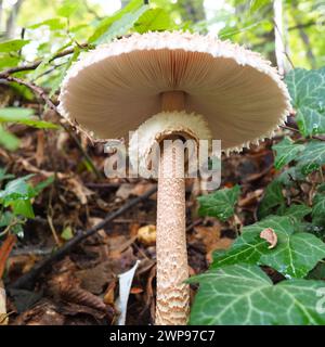 Parasolpilz Macrolepiota procera ist eine Pilzart der Champignon-Familie. Die Fruchtkörper sind kappenförmig, zentral. Saprotroph, wächst weiter Stockfoto