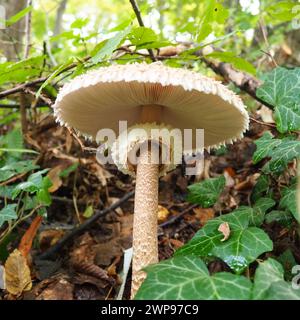 Parasolpilz Macrolepiota procera ist eine Pilzart der Champignon-Familie. Die Fruchtkörper sind kappenförmig, zentral. Saprotroph, wächst weiter Stockfoto