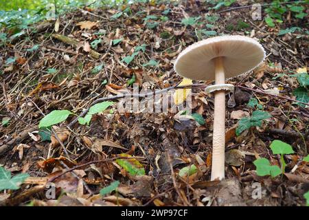 Parasolpilz Macrolepiota procera ist eine Pilzart der Champignon-Familie. Die Fruchtkörper sind kappenförmig, zentral. Saprotroph, wächst weiter Stockfoto