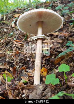 Parasolpilz Macrolepiota procera ist eine Pilzart der Champignon-Familie. Die Fruchtkörper sind kappenförmig, zentral. Saprotroph, wächst weiter Stockfoto