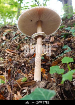 Parasolpilz Macrolepiota procera ist eine Pilzart der Champignon-Familie. Die Fruchtkörper sind kappenförmig, zentral. Saprotroph, wächst weiter Stockfoto