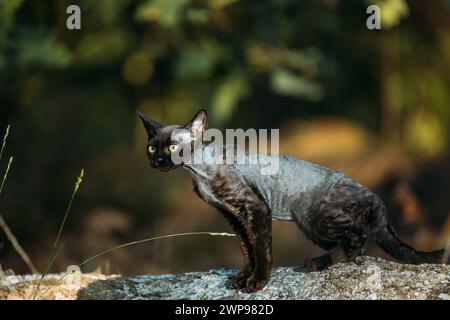 Niedliche lustige neugierige verspielte graue schwarze Devon Rex Katze sitzt auf gefallenem Baumstamm im Wald, im Garten. Gehorsame Devon Rex Katze Mit Creme Fur Color Stockfoto
