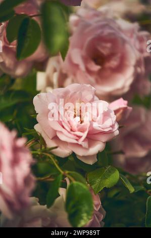 Wunderschöne wilde Rosenblüte. Hochwertige Fotos Stockfoto