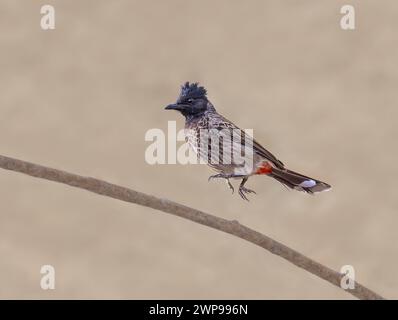 Dieser asiatische Vogel ist eine invasive außerirdische Spezies, die sich auf den Kanarischen Inseln auf Fuerteventura verbreitet Stockfoto
