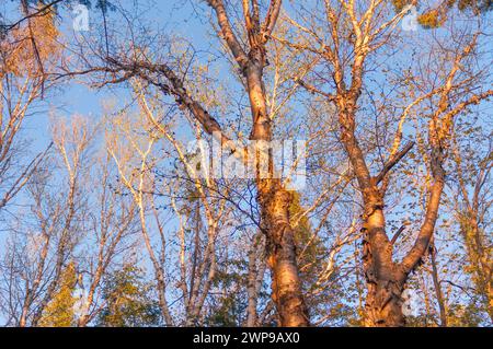 Paper Birch, Betula papyrifera, im frühen Frühjahr West Canada Lakes Wilderness Area in den Adirondack Mountains im Bundesstaat New York Stockfoto