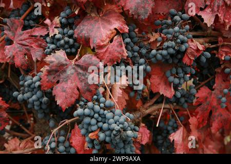 Weinernte in Chile Stockfoto