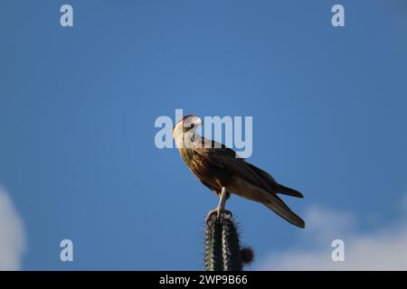 Caracara (Caracara plancus) ein Raubvogel, der auf einem Kakteen sitzt, Bonaire, Karibik Niederlande Stockfoto