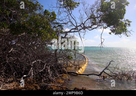 Schwimmsperre auf Bonaire Island zum Schutz des Mangrovenwaldes vor Öl während der Ölpest von kenterten Binnenschiffen in der Nähe von Tobago in der Karibik Stockfoto