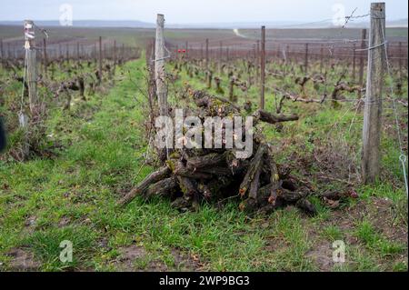 Geschnittene Weinreben, Winterzeit auf Champagne Grand Cru Weinbergen in der Nähe von Verzenay und Mailly, Reihen alter Weinreben ohne Blätter, Weinherstellung in Frankreich Stockfoto