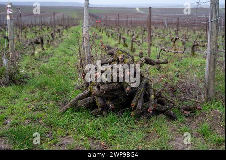 Geschnittene Weinreben, Winterzeit auf Champagne Grand Cru Weinbergen in der Nähe von Verzenay und Mailly, Reihen alter Weinreben ohne Blätter, Weinherstellung in Frankreich Stockfoto