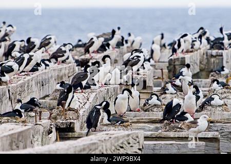 Der alte Holzsteg in Punt Arenas wird heutzutage nur von einer kaiserlichen Cormoranrt-Kolonie genutzt. Stockfoto