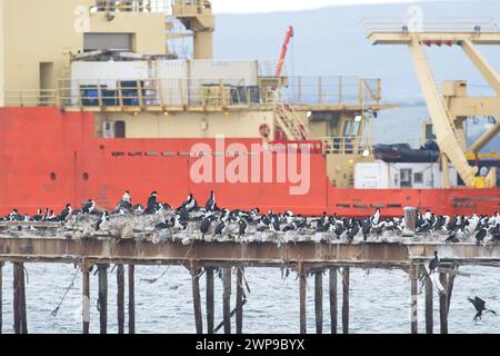 Eine Kolonie kaiserlicher Kormorane, die den Hafen mit dem eisbrechenden Forschungsschiff Nathaniel B. Palmer in Punta Arenas teilt. Stockfoto