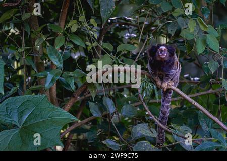 Sagui-Affe in der Wildnis, auf dem Land von São Paulo Brasilien. Stockfoto