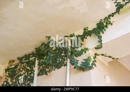 Kriechende Feigen oder Kletterfeigen, die Betonwände, Ficus pumila, kräftige und schnell wachsende, ornamentale immergrüne Kletterflächen für Weinreben bedecken Stockfoto