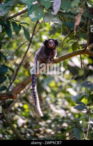 Sagui-Affe in der Wildnis, auf dem Land von São Paulo Brasilien. Stockfoto