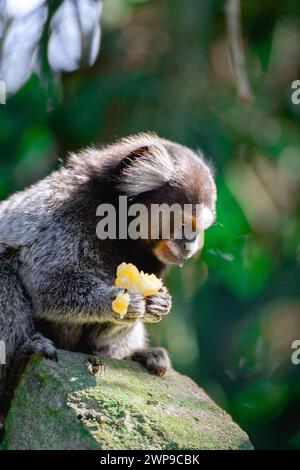 Sagui-Affe in freier Wildbahn, der ein Stück Banane isst, auf dem Land von São Paulo Brasilien. Stockfoto