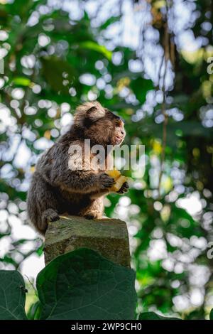 Sagui-Affe in freier Wildbahn, der ein Stück Banane isst, auf dem Land von São Paulo Brasilien. Stockfoto