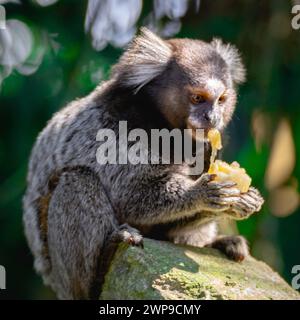 Sagui-Affe in freier Wildbahn, der ein Stück Banane isst, auf dem Land von São Paulo Brasilien. Stockfoto