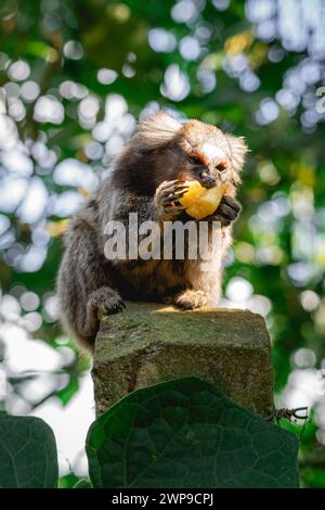 Sagui-Affe in freier Wildbahn, der ein Stück Banane isst, auf dem Land von São Paulo Brasilien. Stockfoto