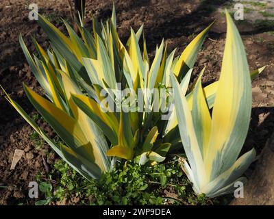 Nahaufnahme von gelb-grün gestreiften Blättern. Iris im Garten. Gattung der mehrjährigen Rhizompflanzen der Familie Iris. Gelb-grüne, lange gestreifte Blätter Stockfoto