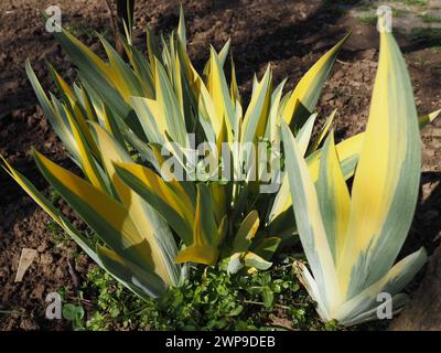Nahaufnahme von gelb-grün gestreiften Blättern. Iris im Garten. Gattung der mehrjährigen Rhizompflanzen der Familie Iris. Gelb-grüne, lange gestreifte Blätter Stockfoto