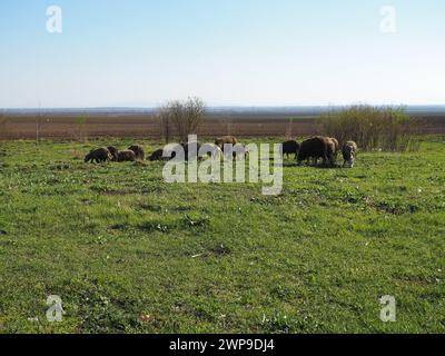 Eine Herde Widder auf dem Feld. Wiederkäuer grasen auf der Wiese. Schafe und Widder werden bis ins Gras gezüchtet. Landwirtschaft und Tierhaltung in Serbien. Braun oder Stockfoto