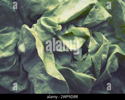 Salat. Ein Jahreskraut der Gattung Salat der Familie der Asteraceae. Köstliche angereicherte Blätter. Grüner Salat oder Beilage. Frische Kräuter für gesunde Stockfoto