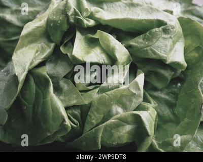 Salat. Ein Jahreskraut der Gattung Salat der Familie der Asteraceae. Köstliche angereicherte Blätter. Grüner Salat oder Beilage. Frische Kräuter für gesunde Stockfoto