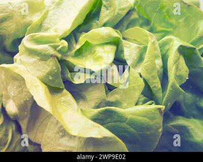 Salat. Ein Jahreskraut der Gattung Salat der Familie der Asteraceae. Köstliche angereicherte Blätter. Grüner Salat oder Beilage. Frische Kräuter für gesunde Stockfoto