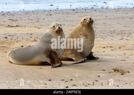 Der neuseeländische Seelöwen (Phocarctos hookeri) ist eine der weltweit seltensten Seelöwenarten, die nur in Neuseeland vorkommen. Die sind in Purakaunui Bay Stockfoto