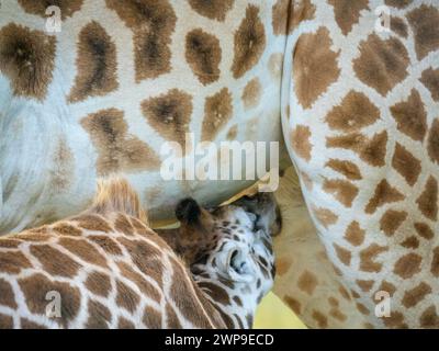 Säuglingsgiraffe (Giraffa camelopardalis rothschildi) im Mburo-Nationalpark in Uganda. Die Babygiraffe ist etwa einen Monat alt. Stockfoto