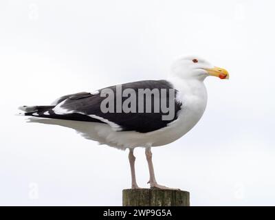 Greater Black Backed Gull, Larus marinus in Seahouses, Northumberland, Großbritannien. Stockfoto